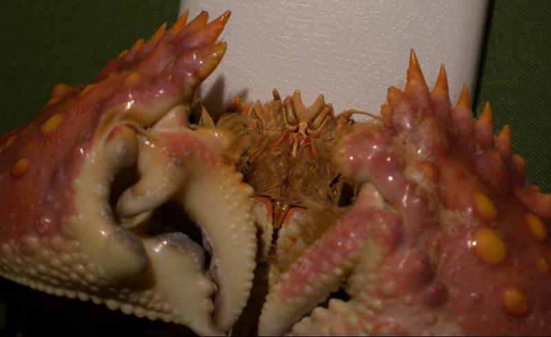 calappa bicornis T.F.C. base of antenna.bmp